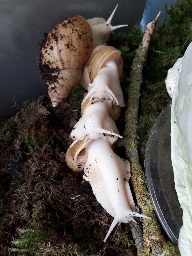 حلزون پیش مولد آچاتینا|خزنده|تهران, یوسف‌آباد|دیوار