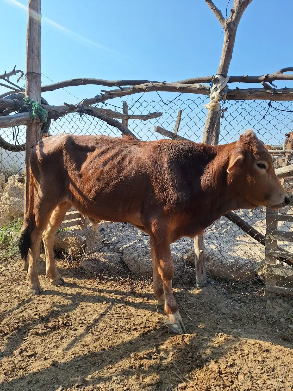 گاو نر|حیوانات مزرعه|قشم, |دیوار