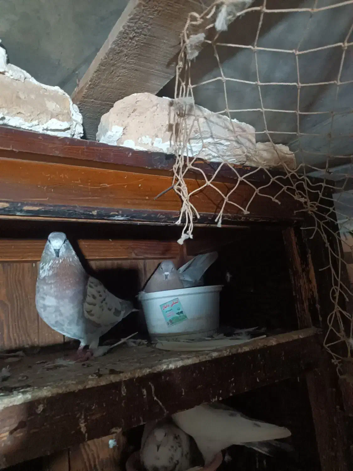 کبوتر|پرنده|سیمین شهر, |دیوار