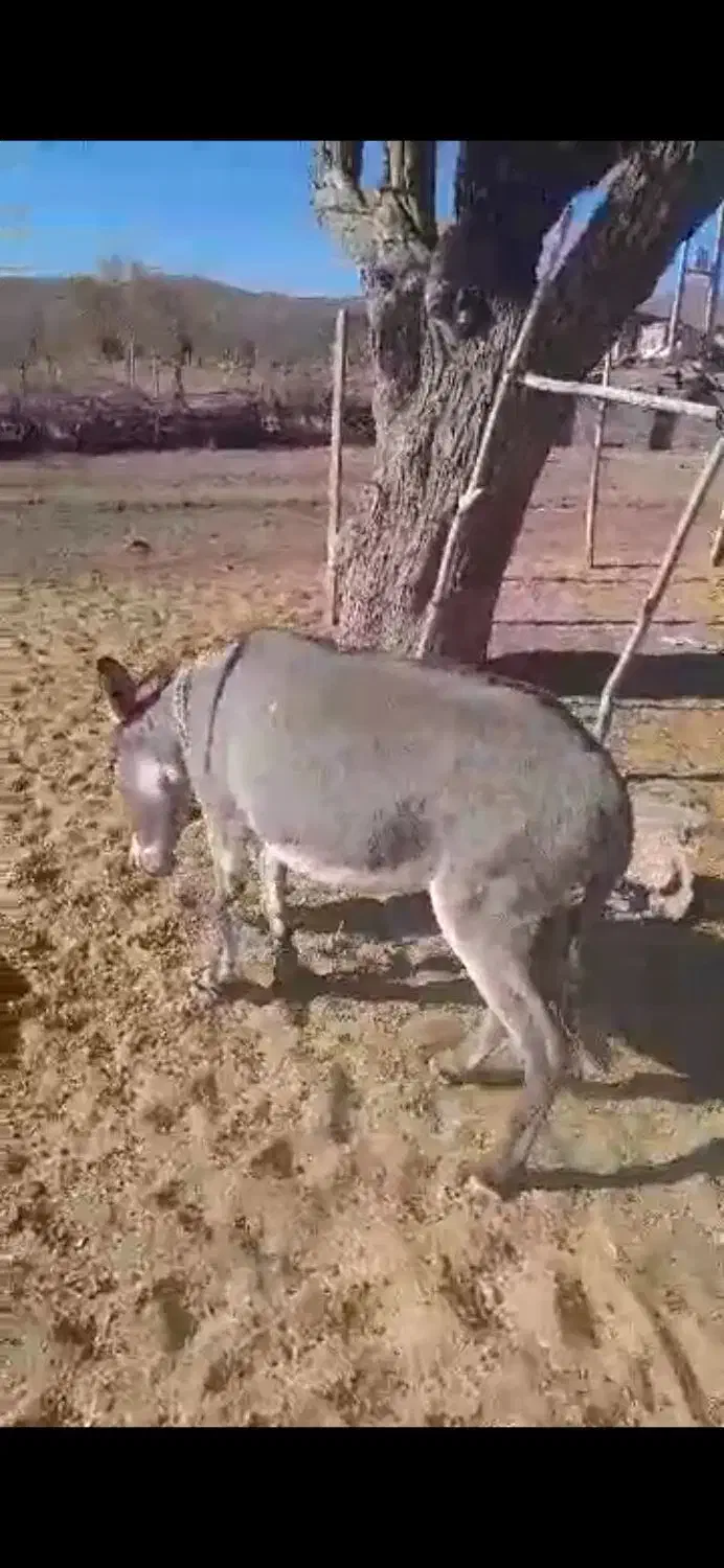 الاغ فروشی|حیوانات مزرعه|سیرجان, |دیوار