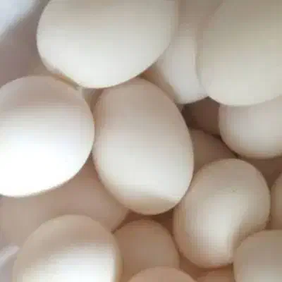 تخم اردک نطفه دار وخوراکی|حیوانات مزرعه|یاسوج, |دیوار