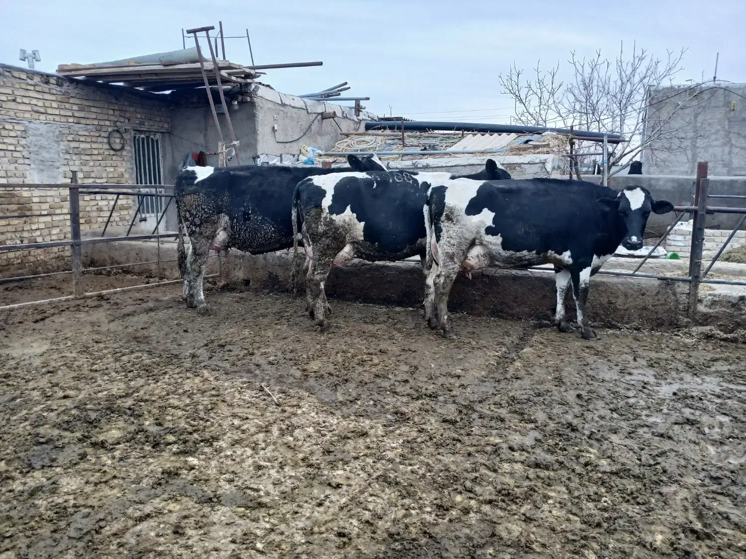 گاو شیری|حیوانات مزرعه|بشاریات, |دیوار