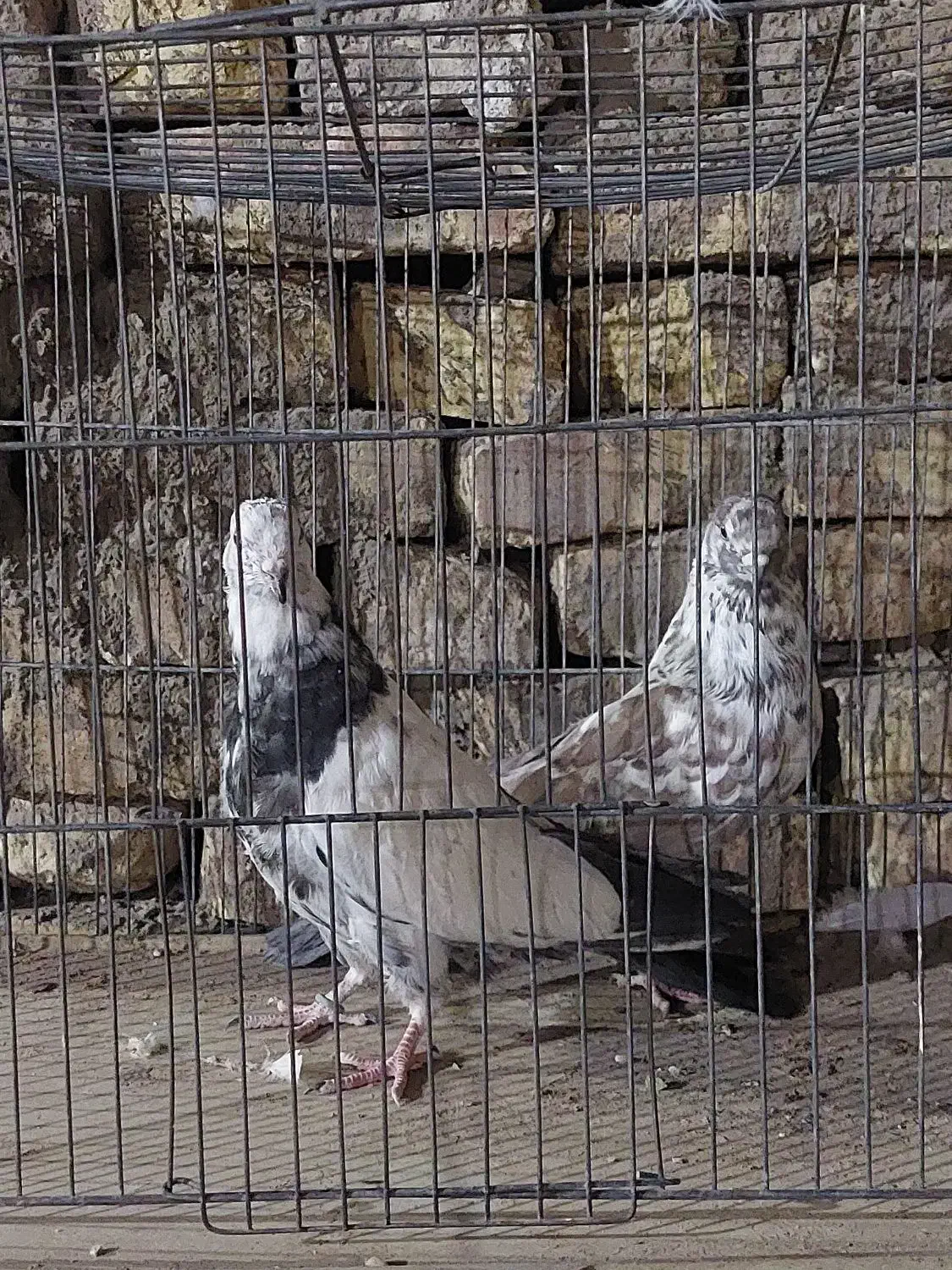 دوجفت نرو ماده پرشی فوق العاده|پرنده|اردکان, |دیوار