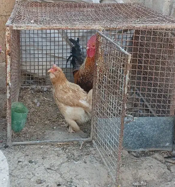 قفس  مرغی|لوازم جانبی حیوانات|دهدشت, |دیوار