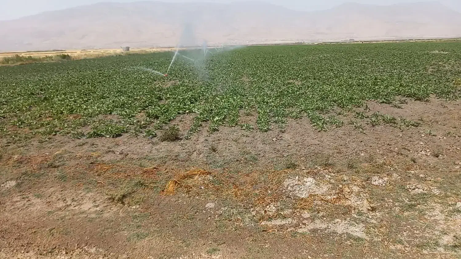 اجاره ۲۰ هکتار زمین کشاورزی|اجارهٔ دفتر صنعتی، کشاورزی، تجاری|دورود, |دیوار