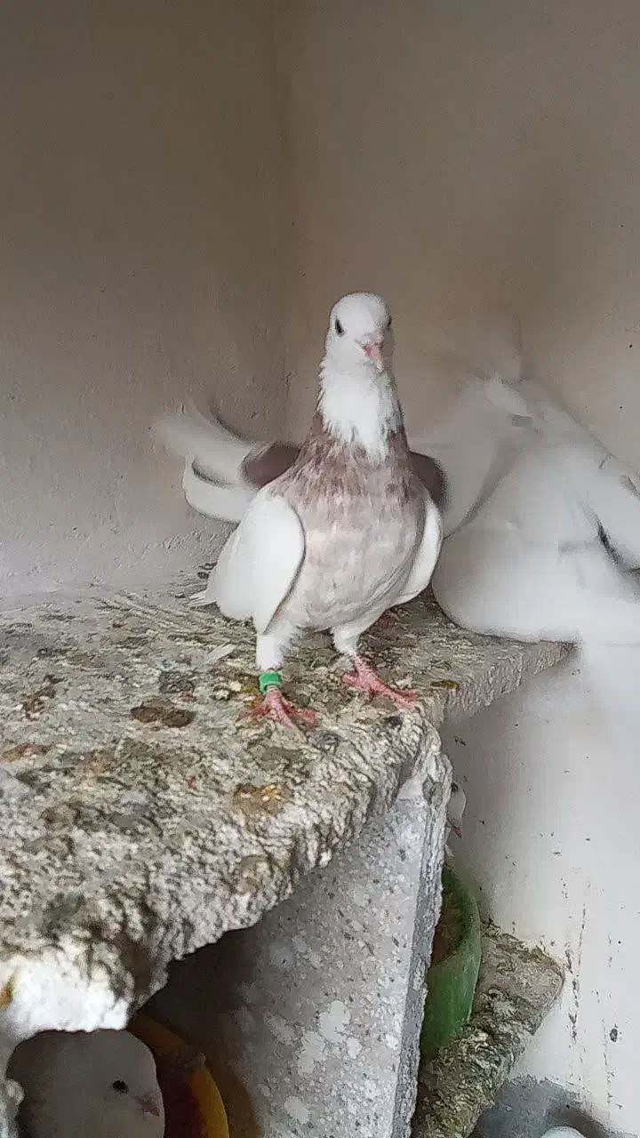 چنتا پرشتی|پرنده|خرمآباد, |دیوار