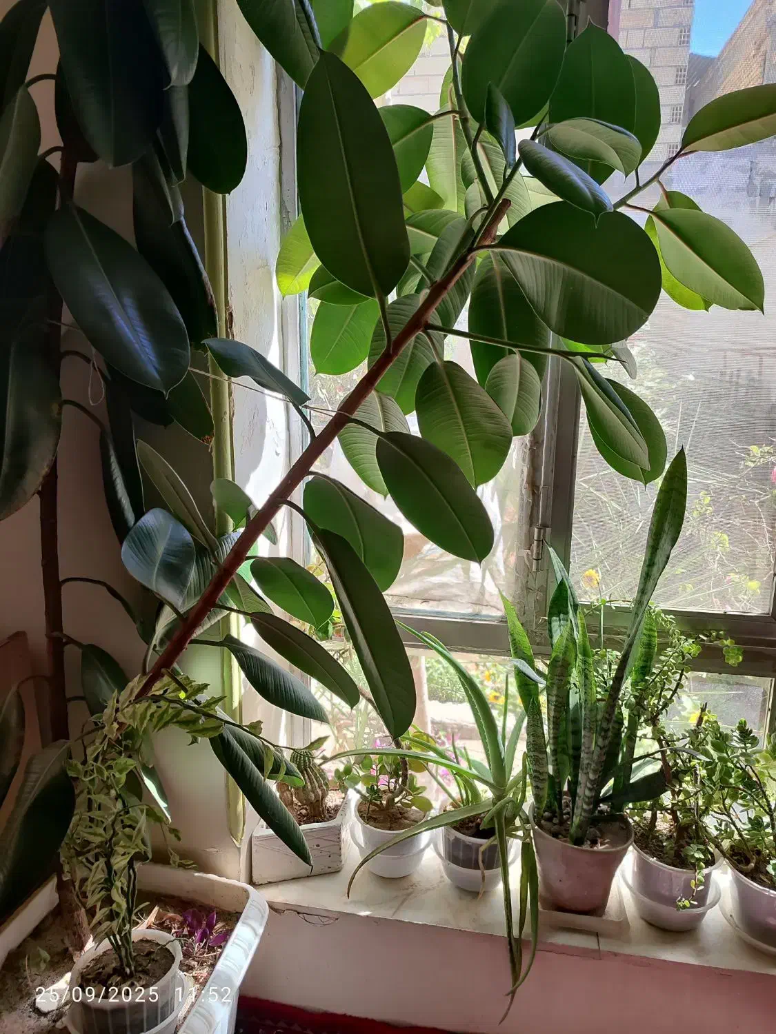 فیکوس طبیعی|گل و گیاه طبیعی|میاندوآب, |دیوار