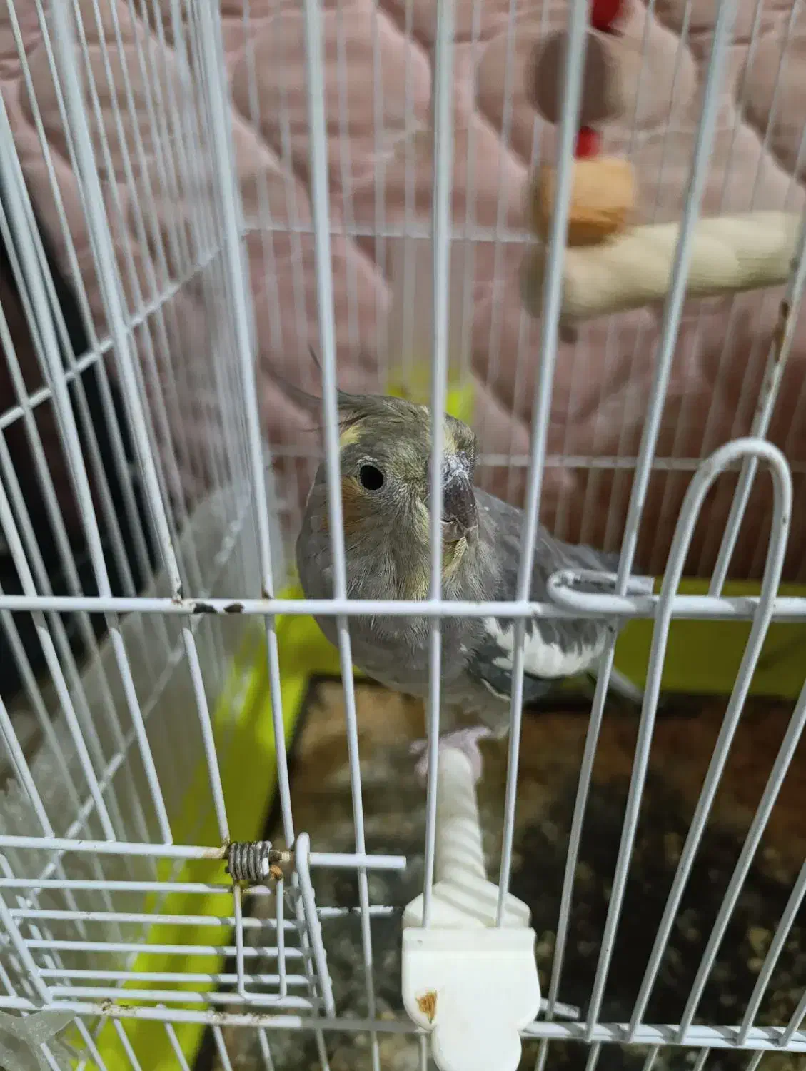 عروس هلندی نر و ماده معاوضه با کفتر|پرنده|مشهد, شهید قربانی|دیوار