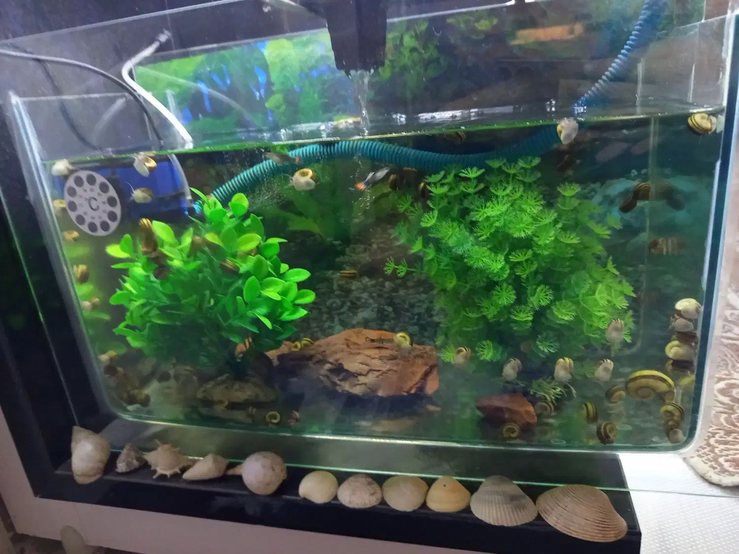 حلزون کلمبیایی|خزنده|کرمانشاه, |دیوار