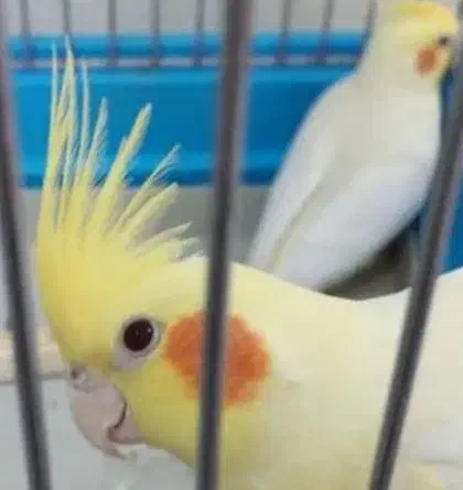 عروس هلندی|پرنده|سیرجان, |دیوار