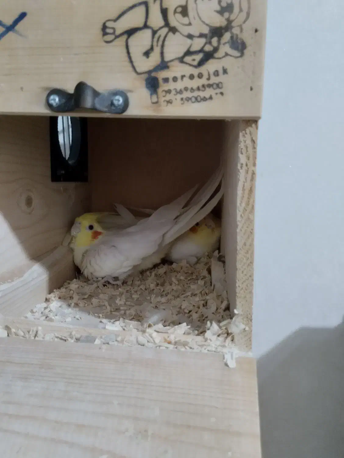 لوتینیو مولد|پرنده|اسلامشهر, شهرک سعیدیه|دیوار