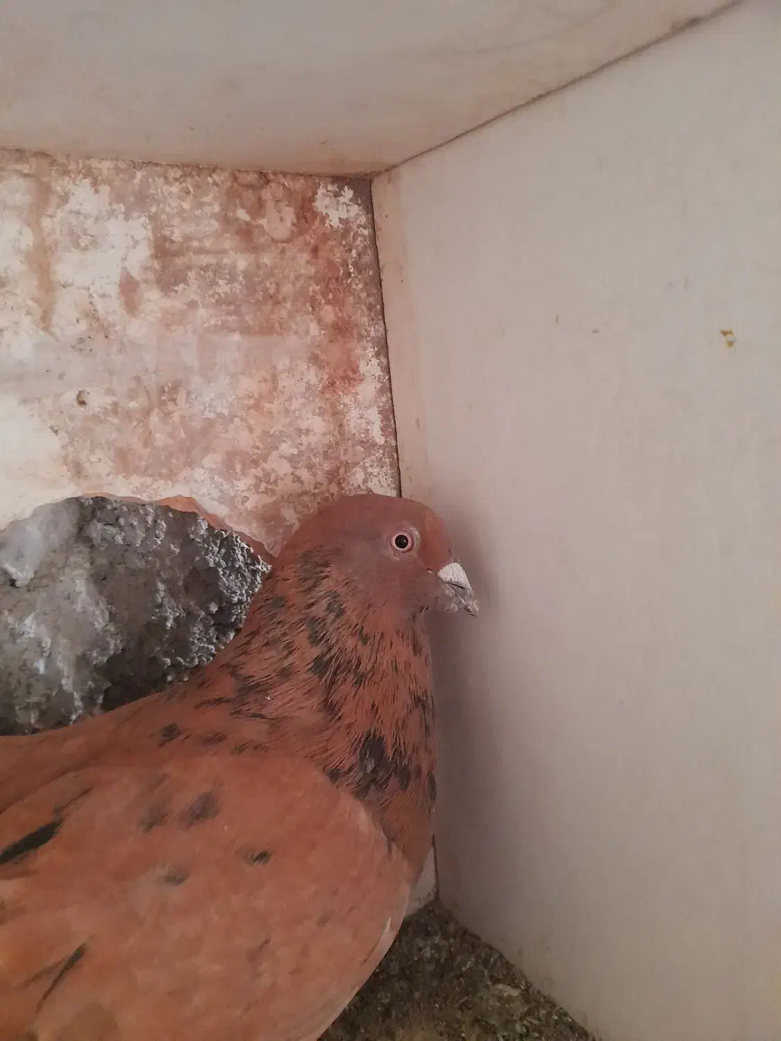 کبوتر سرور زرد|پرنده|ابهر, |دیوار