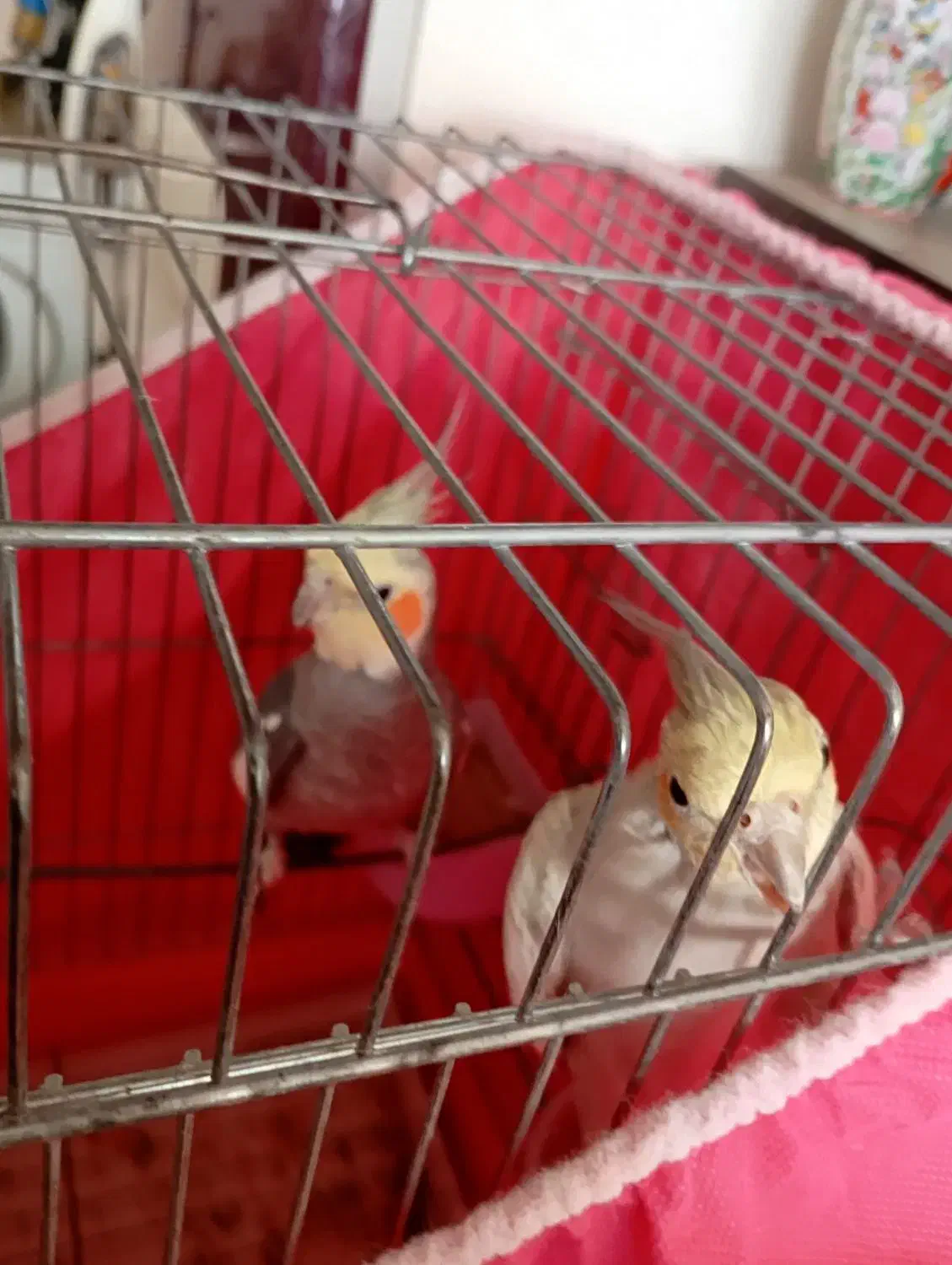 عروس هلندی|پرنده|برخوار, |دیوار