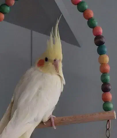 عروس هلندی گم شده|پرنده|نجف‌آباد, یزدانشهر|دیوار