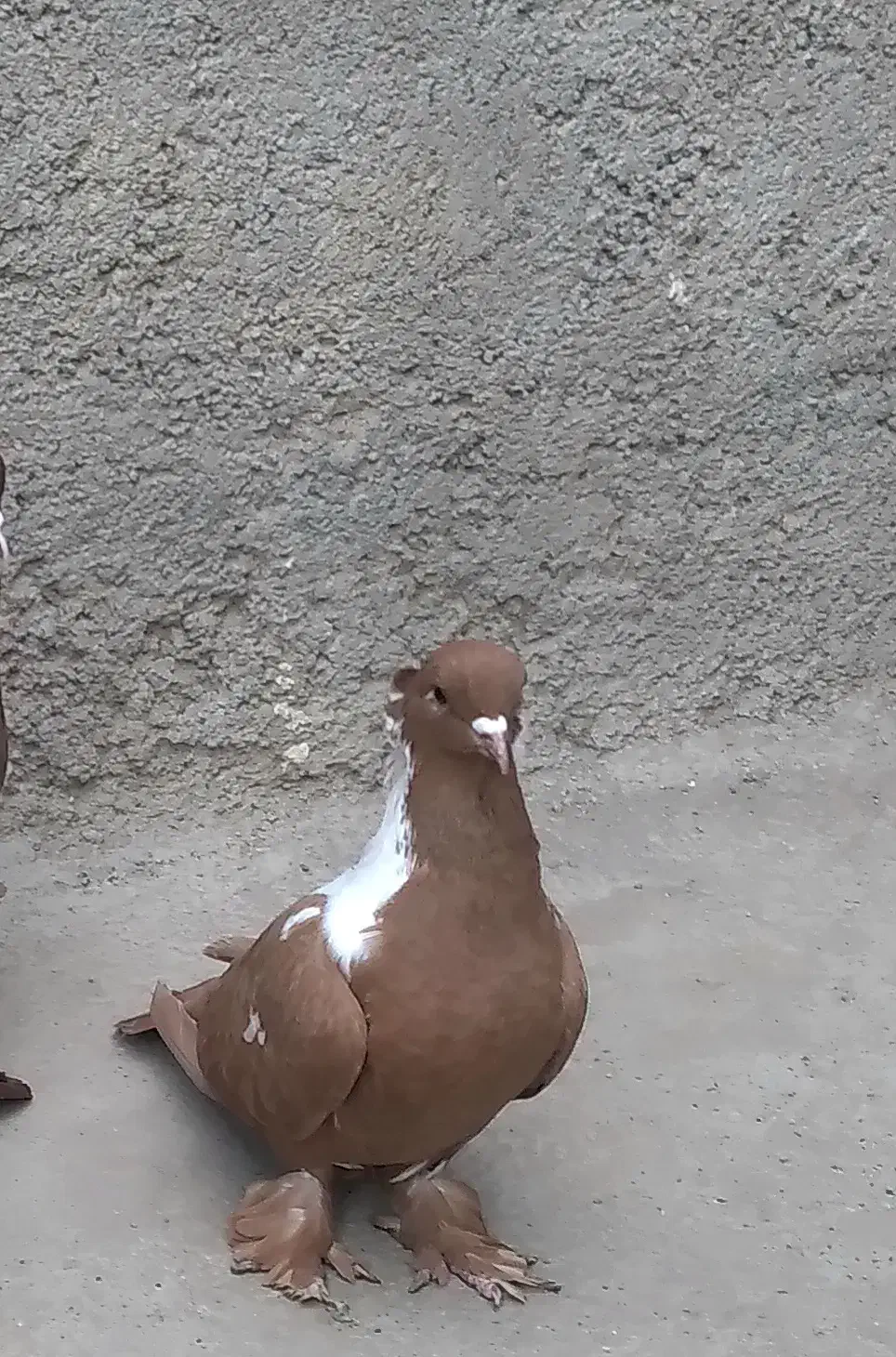 ککیلی ماده|پرنده|اردبیل, |دیوار