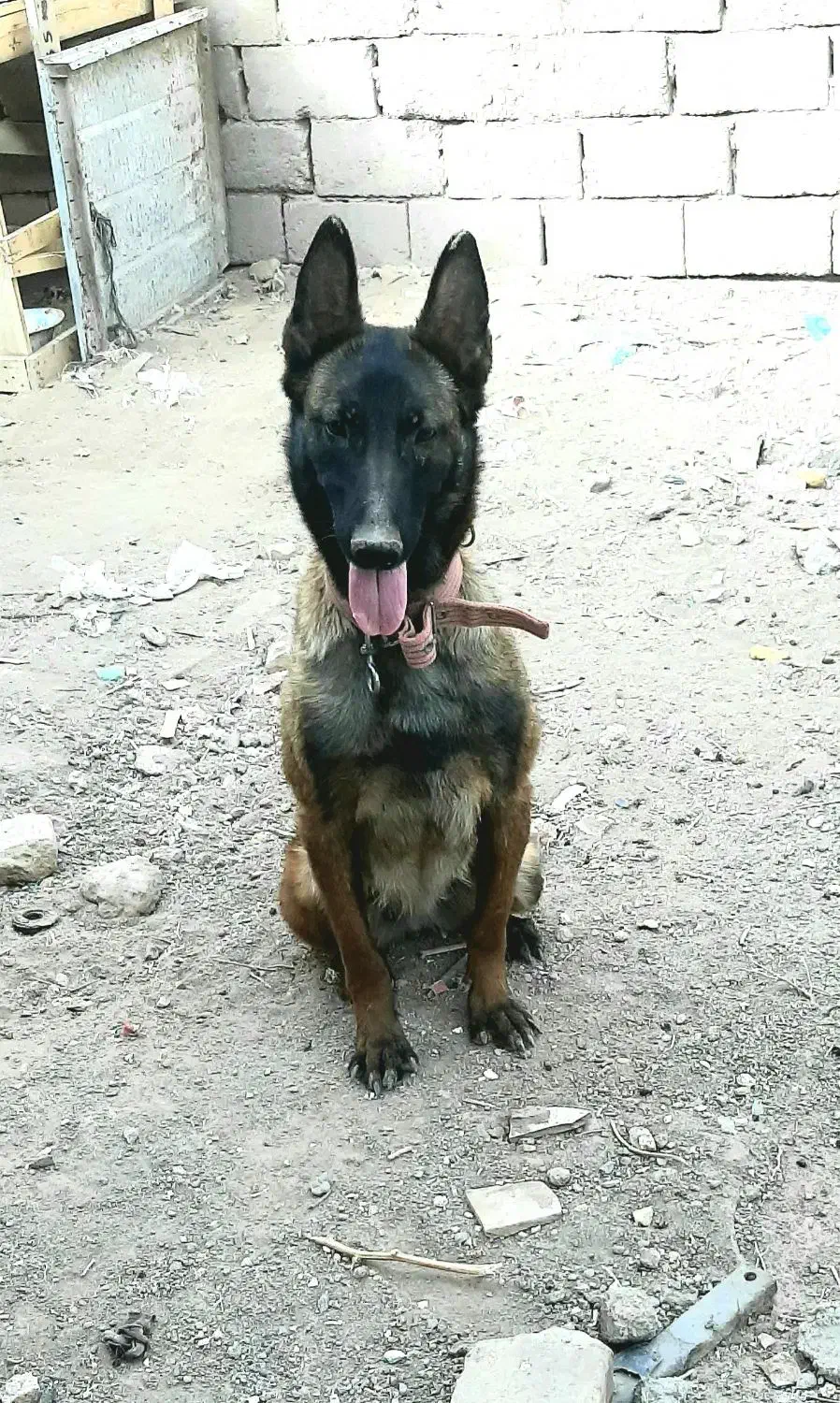 فی ۱۵|سگ|رفسنجان, |دیوار