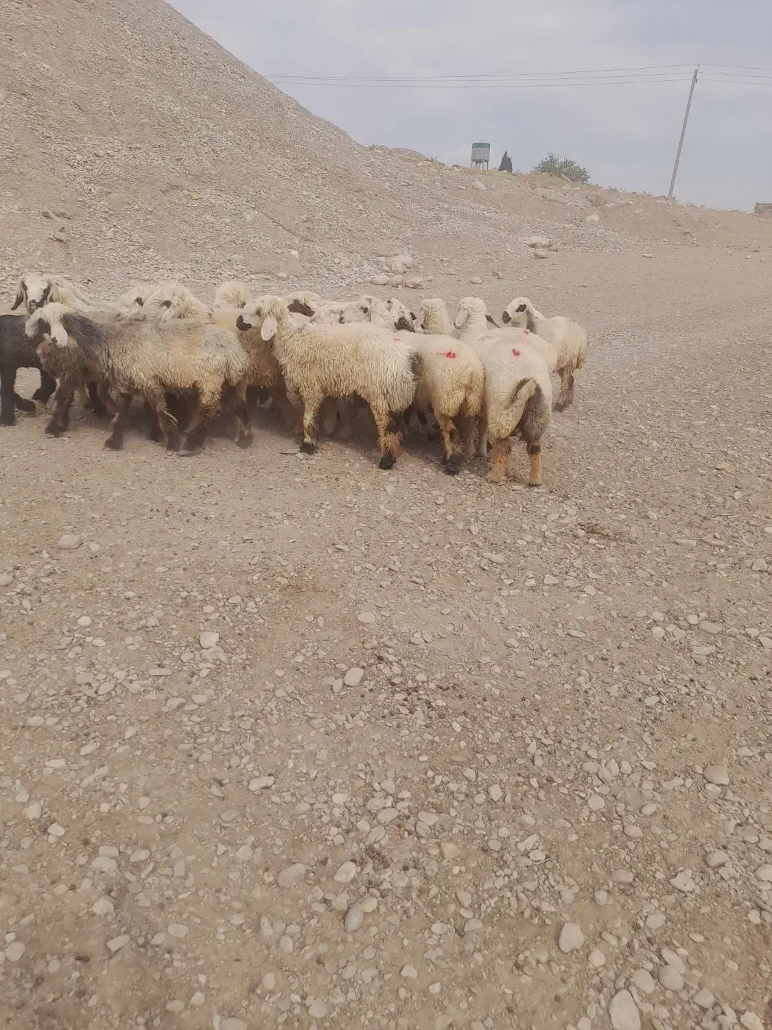 میش،شیشک،روزگاری،|حیوانات مزرعه|افزر, |دیوار