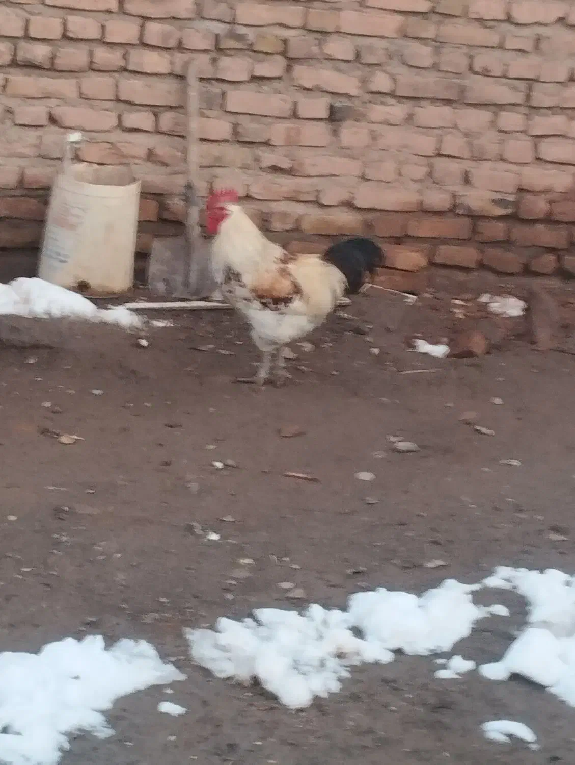 خروس محلی|حیوانات مزرعه|تربت جام, جامرود|دیوار