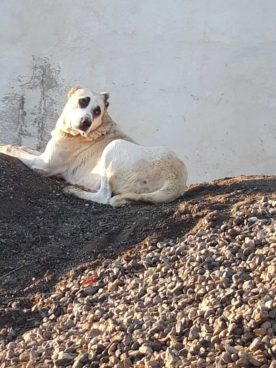 ماده الابای روسی|سگ|سیمین شهر, |دیوار