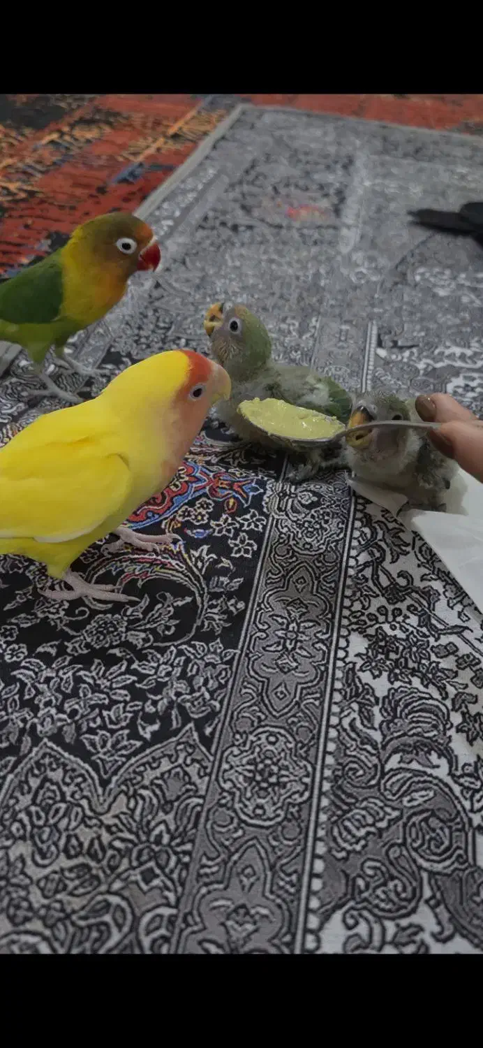 جوجه برزیلی|پرنده|اهواز, زیتون کارمندی|دیوار