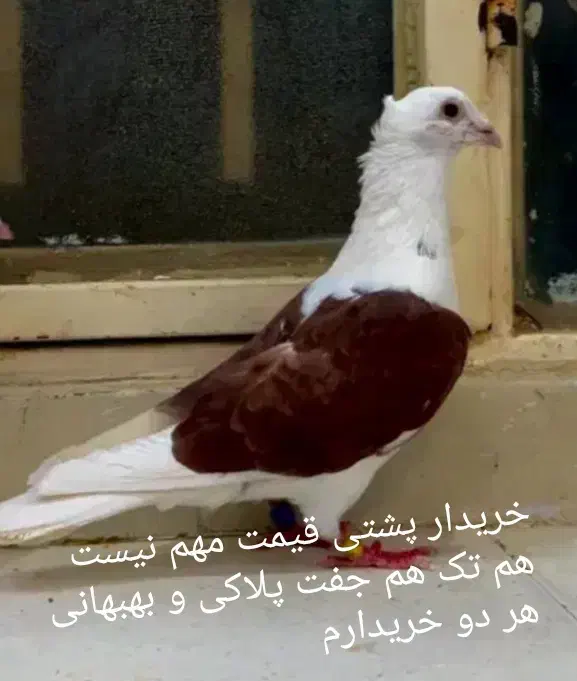 کبوتر دوکت|پرنده|فیروزآباد (فارس), |دیوار