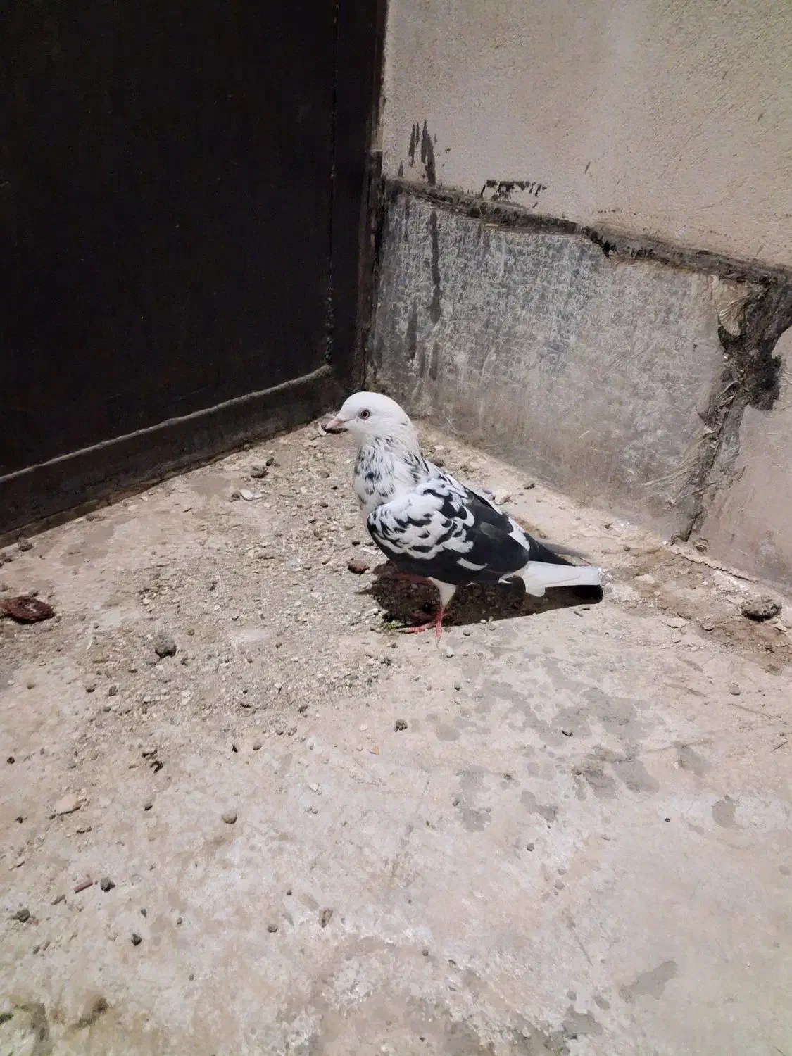 ۳عدد کفتر|پرنده|قرچک, میرزائی جنوبی|دیوار