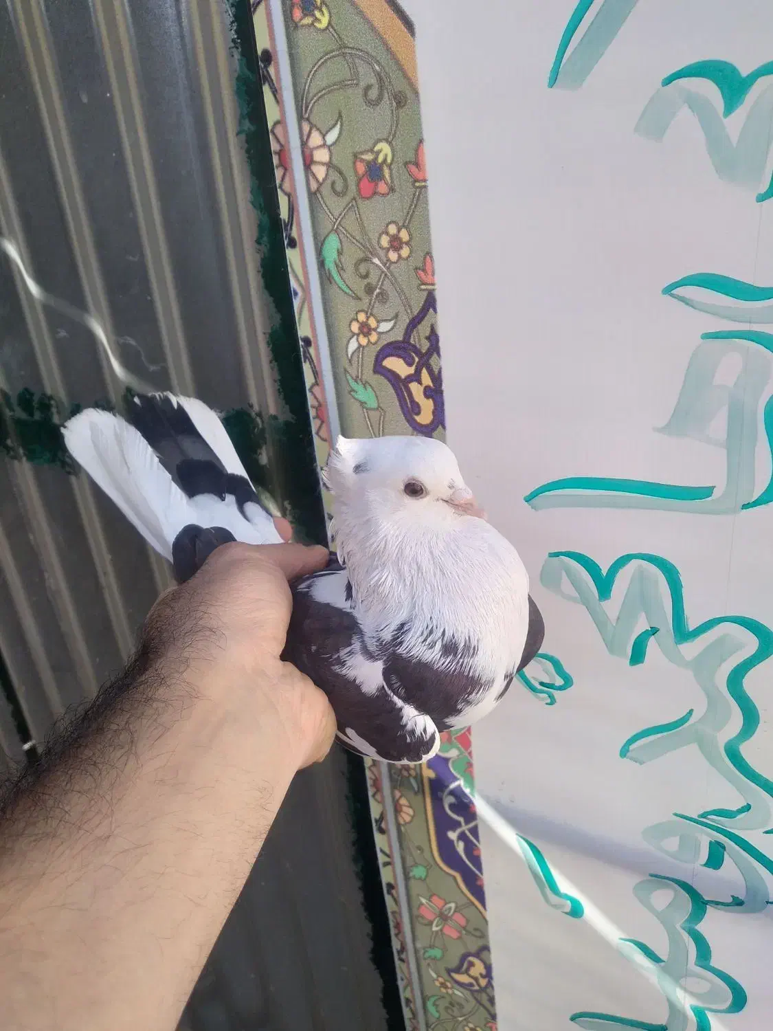 کفتر هما شازده|پرنده|تهران, توحید|دیوار