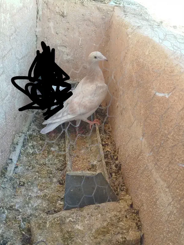 جوجه سار|پرنده|تربتحیدریه, شهرک ولیعصر|دیوار