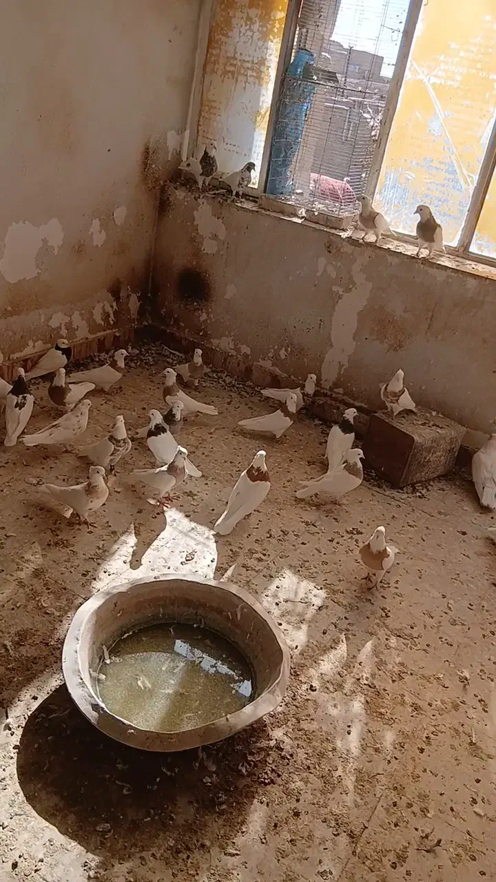 فروش طوقی|پرنده|تفت, |دیوار