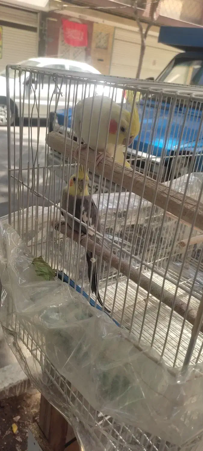 جفت عروس هلندی|پرنده|مشهد, امام خمینی|دیوار