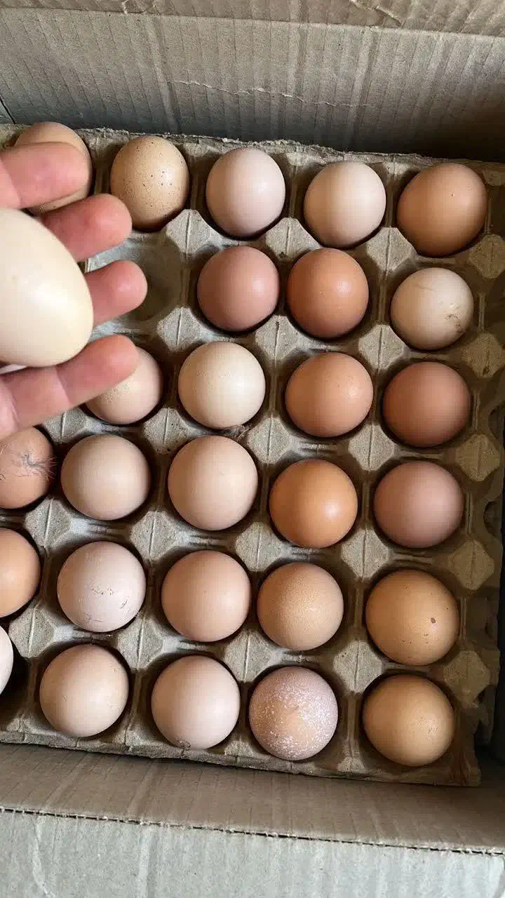 تخم مرغ محلی|خوردنی و آشامیدنی|هشتگرد, شهرک بعثت|دیوار