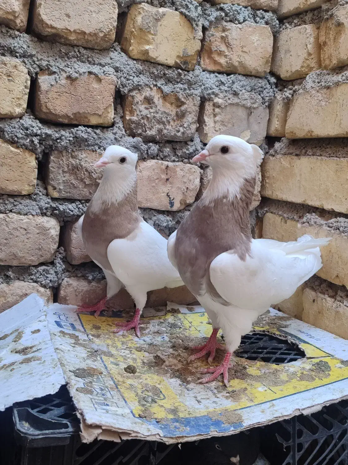 طوقی دمسفید دمسیاه کله الماسی پرشی گرگی کله دمبی|پرنده|مبارکه, |دیوار