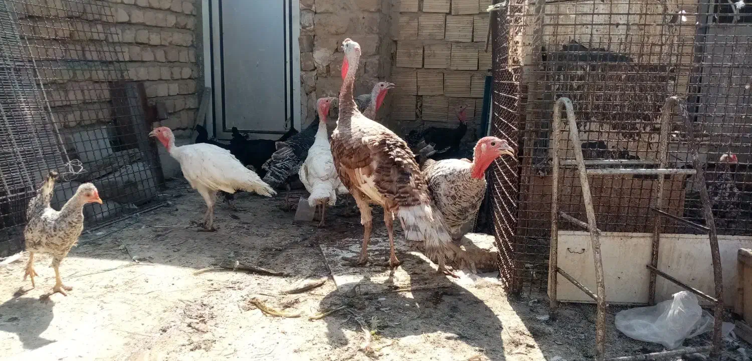 بوقلمون|حیوانات مزرعه|قم, آزادگان|دیوار