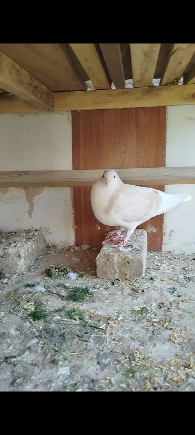 گم شده یک عدد ساده ی ماده رنگ عودی|حیوانات|سبزوار, اسلام آباد|دیوار