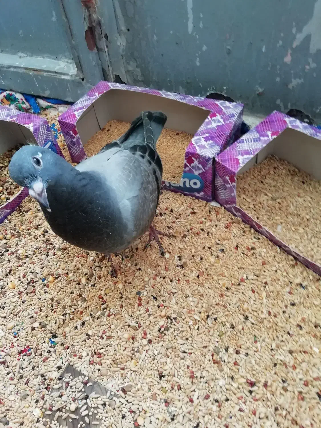 جوجه پلاکی مسافتی|پرنده|زرند, |دیوار