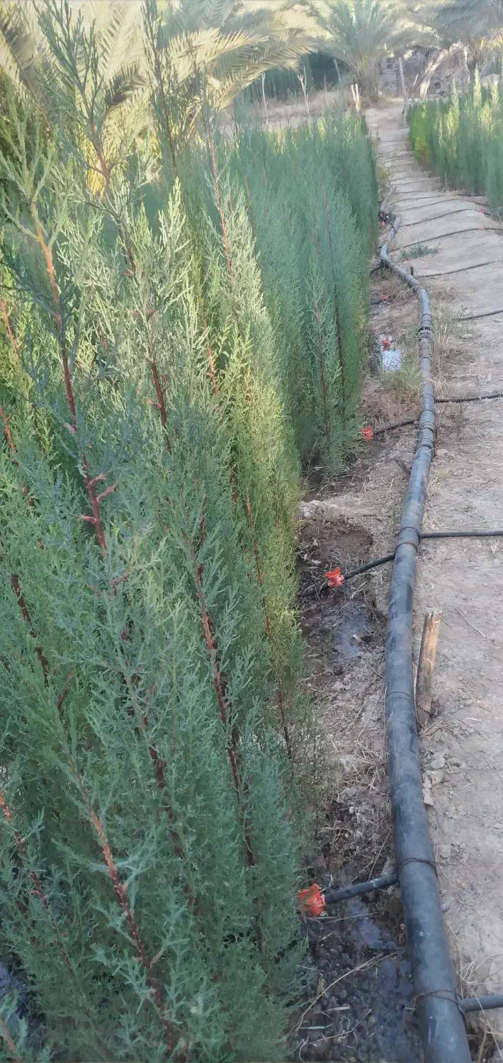 تولید و عرضه ی انواع نهال سرو ناز شیرازی، کاج و|خدمات باغبانی و درختکاری|خفر, |دیوار