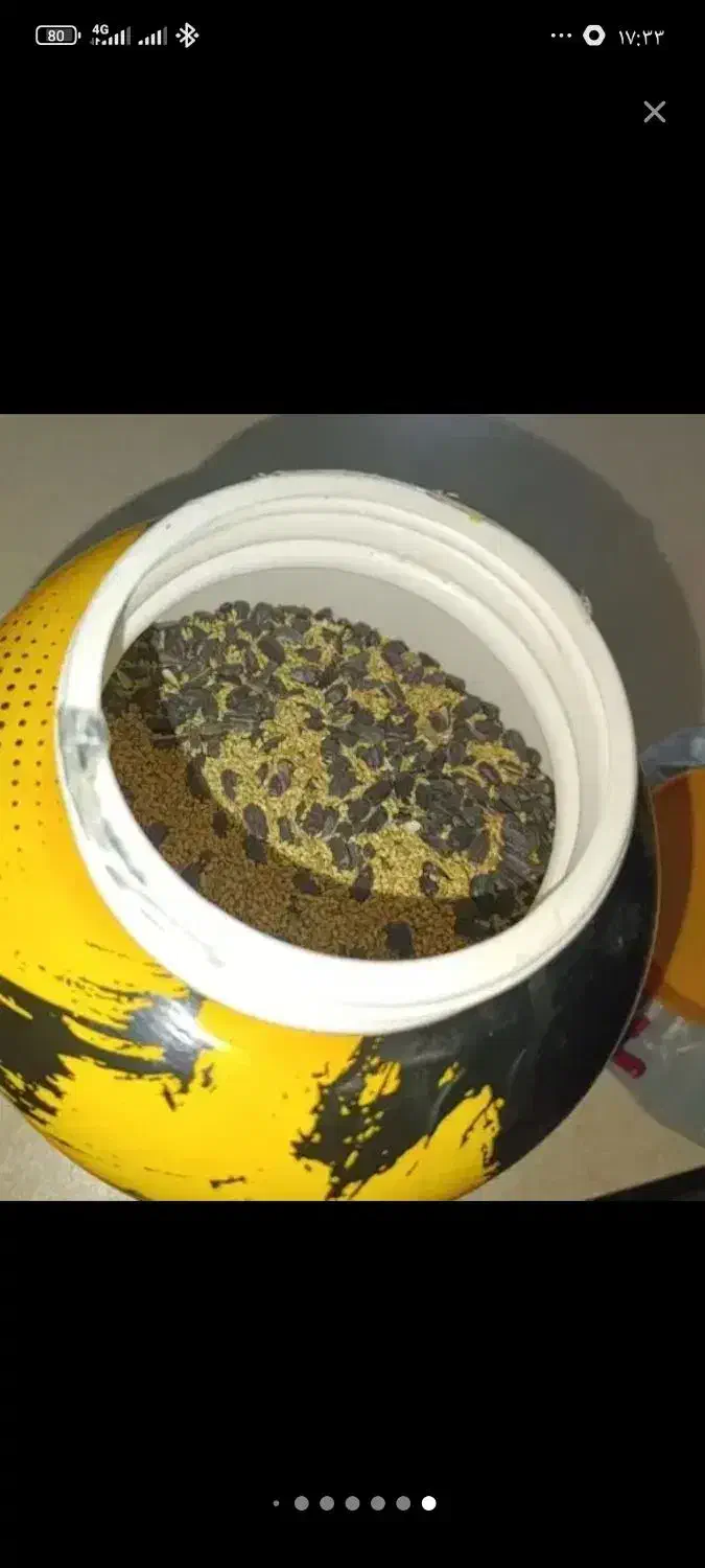 غذای عروس هلندی و وسایل|لوازم جانبی حیوانات|قدس, شهرقدس|دیوار