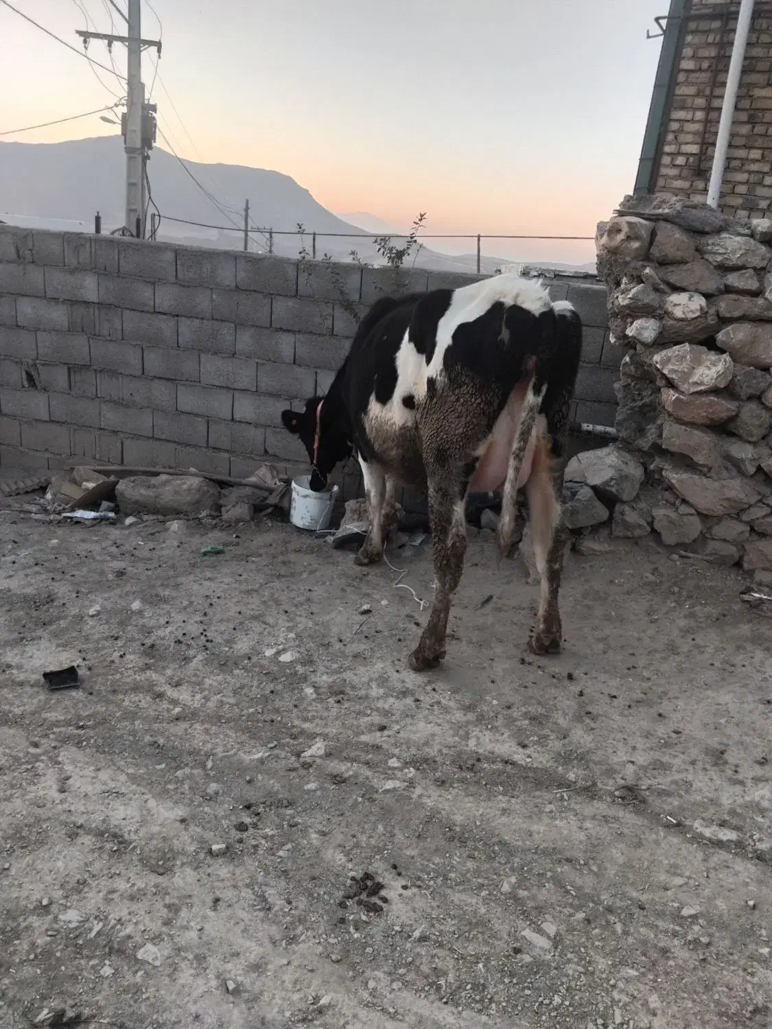 گاو|حیوانات مزرعه|گلپایگان, |دیوار