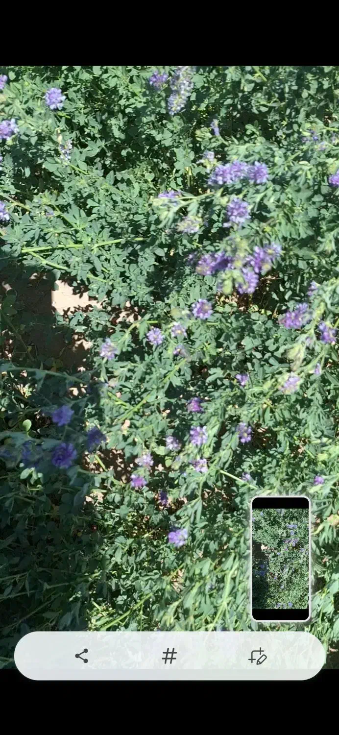 یونجه انباری خشک|خدمات باغبانی و درختکاری|سبزوار, عارف|دیوار