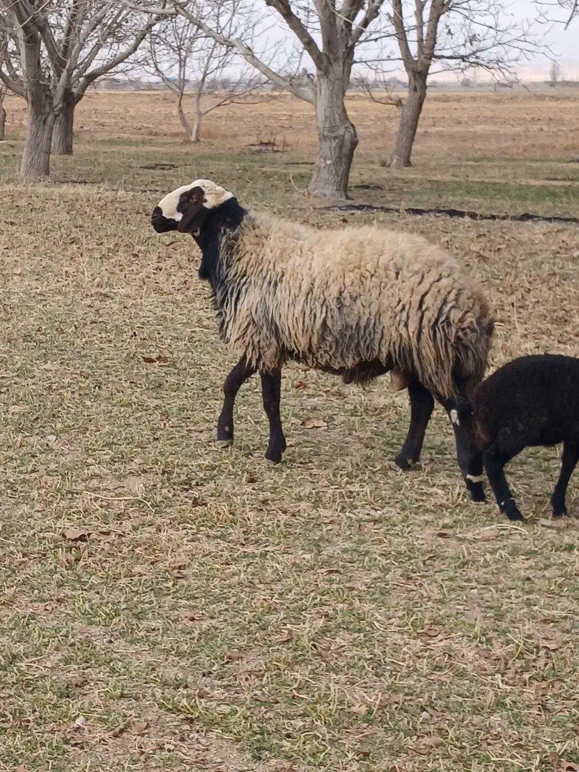 قوچ شال فروشی|حیوانات مزرعه|رزن, |دیوار