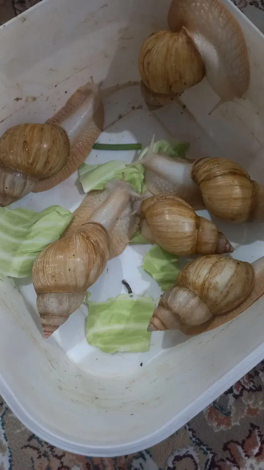 حلزون|خزنده|فسا, |دیوار