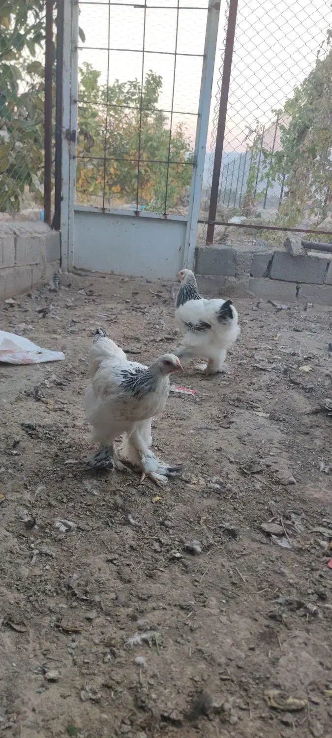 فروش مرغ برهمالایت الاصل|حیوانات مزرعه|مرند, |دیوار