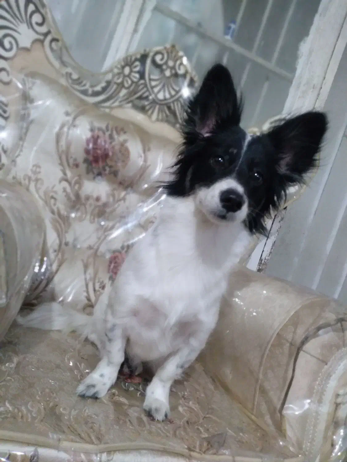 سک اشپیز آروم و مهربان|سگ|ورامین, ورامین|دیوار