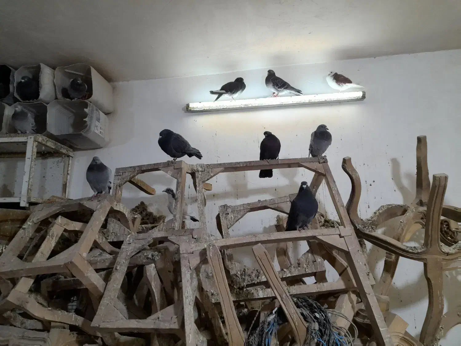 کفترپلاکی اصلی|پرنده|قم, بیانی|دیوار