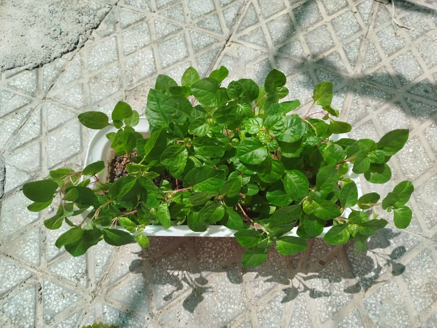 گل طبیعی|گل و گیاه طبیعی|تایباد, |دیوار