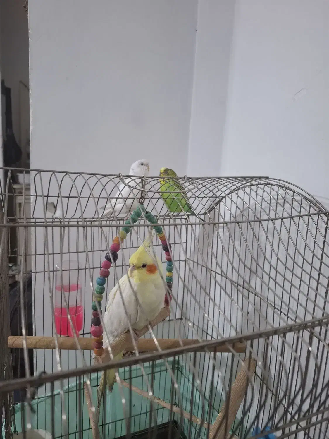 لوتینو ماده رام و دستی اواز خوان.یک جفت مرغ عشق|پرنده|ری, دولت‌آباد|دیوار