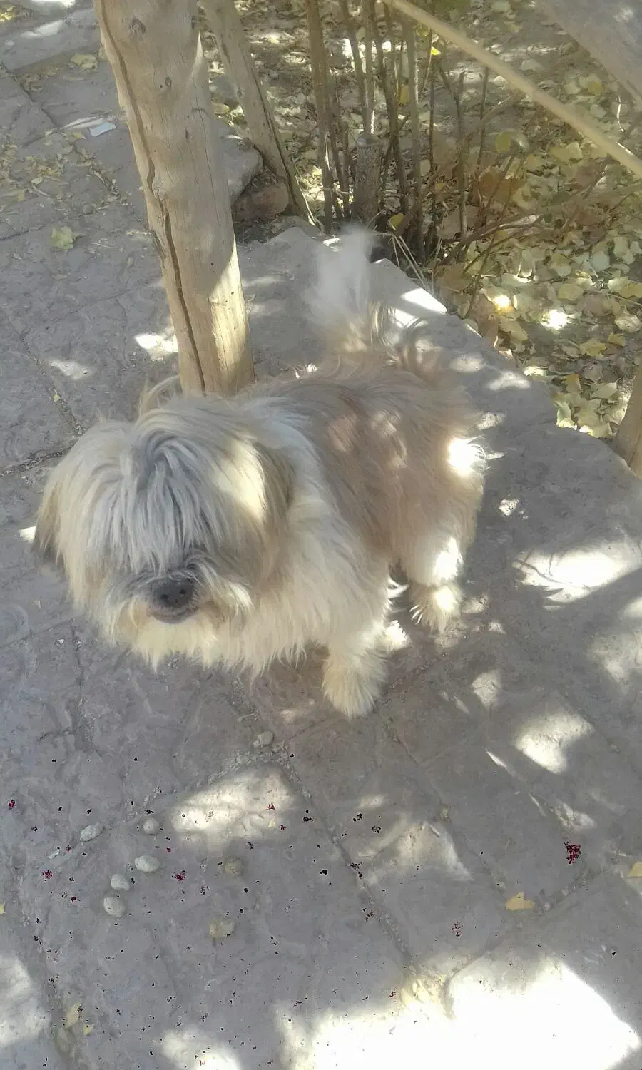 سگ پا کوتا نر و ماده|سگ|کرمان, |دیوار