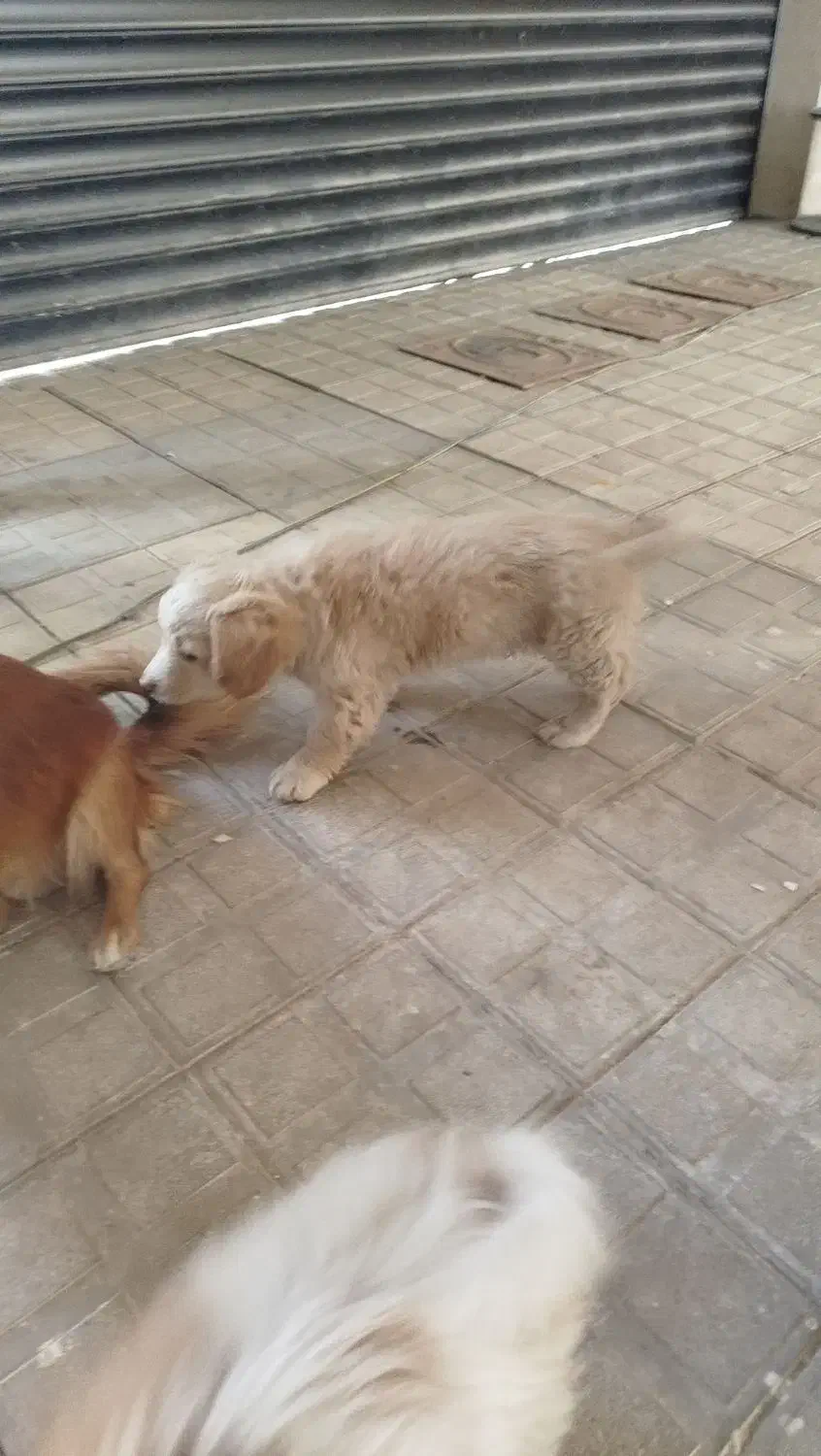 پاپی دوماه شیتزو قیمت 2500|سگ|مشهد, امیریه|دیوار