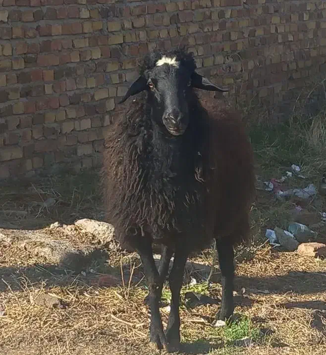 گوسفندجوان چاق|حیوانات مزرعه|کرج, کمال‌شهر|دیوار