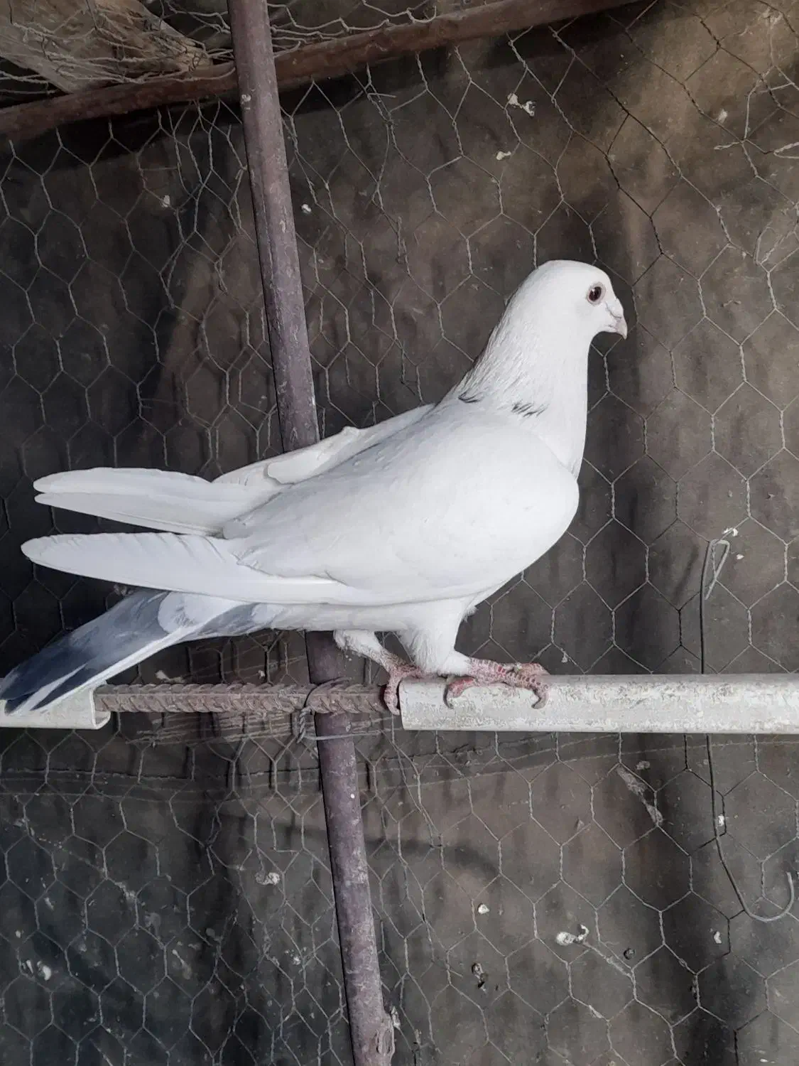 کفتر چپ|پرنده|گلبهار, نوبهار|دیوار